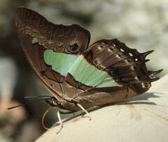 Polyura