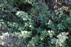 Quercus × undulata