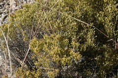 Gutierrezia sarothrae