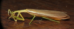 Eumusonia