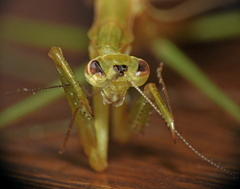 Eumusonia
