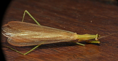 Eumusonia