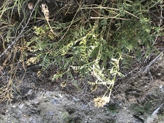 Astragalus inopinatus