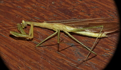 Eumusonia