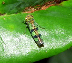 Amblyscarta invenusta