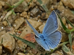 Polyommatus theresiae