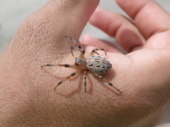 Alpaida veniliae