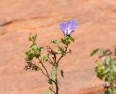 Gossypium sturtianum