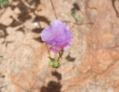 Gossypium sturtianum