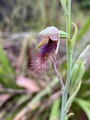 Calochilus therophilus