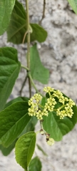 Cissus