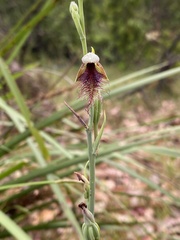 Calochilus therophilus