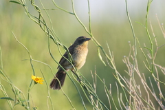 Agelasticus cyanopus
