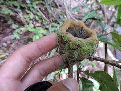 Caprimulgiformes