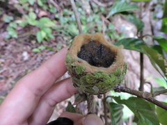 Caprimulgiformes