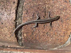 Cryptoblepharus