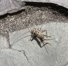 Gryllodes sigillatus