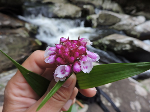Elleanthus brasiliensis, photograph 3