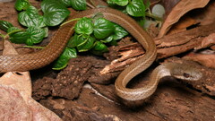 Mastigodryas boddaerti