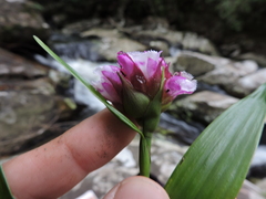 Elleanthus brasiliensis, photograph (c) Fabrício Mil Homens Riella, some rights reserved (CC BY)