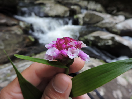 Elleanthus brasiliensis, photograph 5