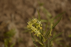Asclepias mellodora