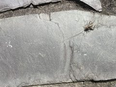 Gryllodes sigillatus