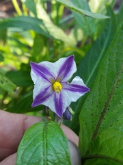 Solanum muricatum