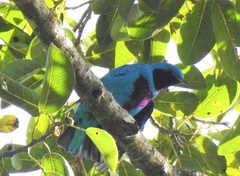 Cotinga amabilis