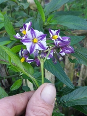 Solanum muricatum