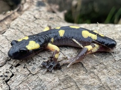 Ensatina eschscholtzii croceater