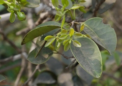 Memecylon umbellatum