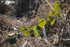Verbena urticifolia