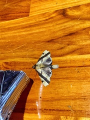 Calledema contingata