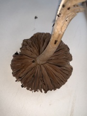 Entoloma ferruginans