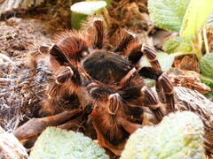 Acanthoscurria
