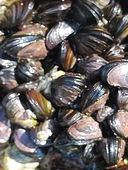 Brachidontes
