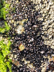 Brachidontes