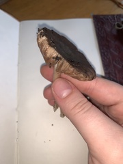 Entoloma ferruginans