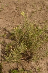 Asclepias mellodora