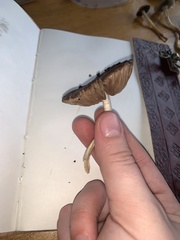 Entoloma ferruginans