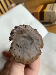 Entoloma ferruginans