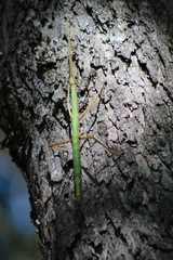 Heteronemia