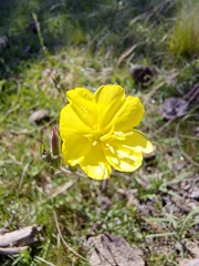 Oenothera affinis
