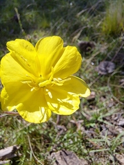 Oenothera affinis