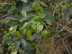 Memecylon umbellatum