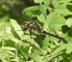 Leucorrhinia