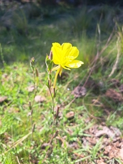 Oenothera affinis