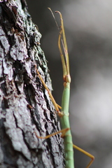 Heteronemia