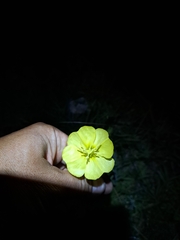 Oenothera affinis